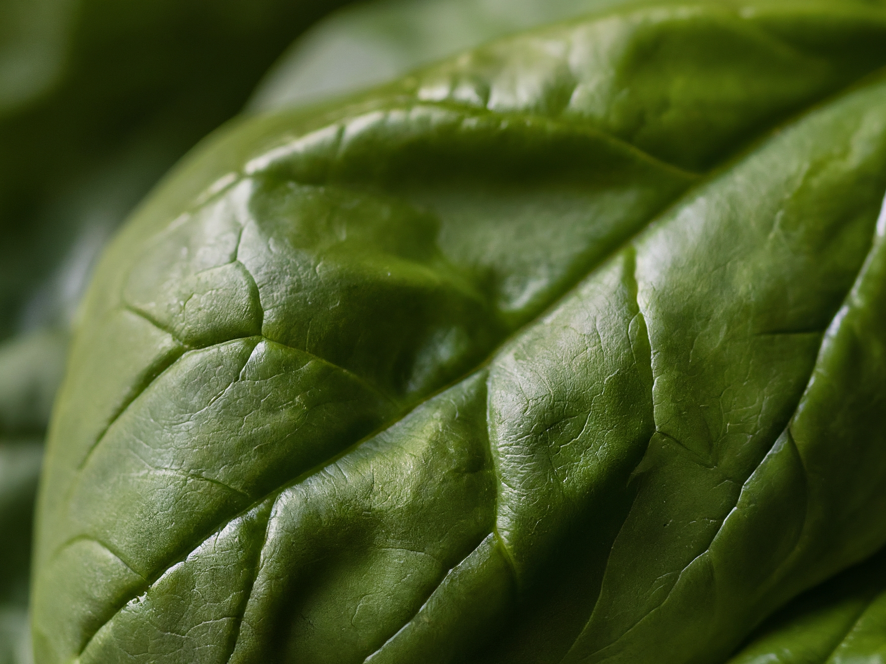 Why Spinach Is the Ultimate Nutritional Powerhouse